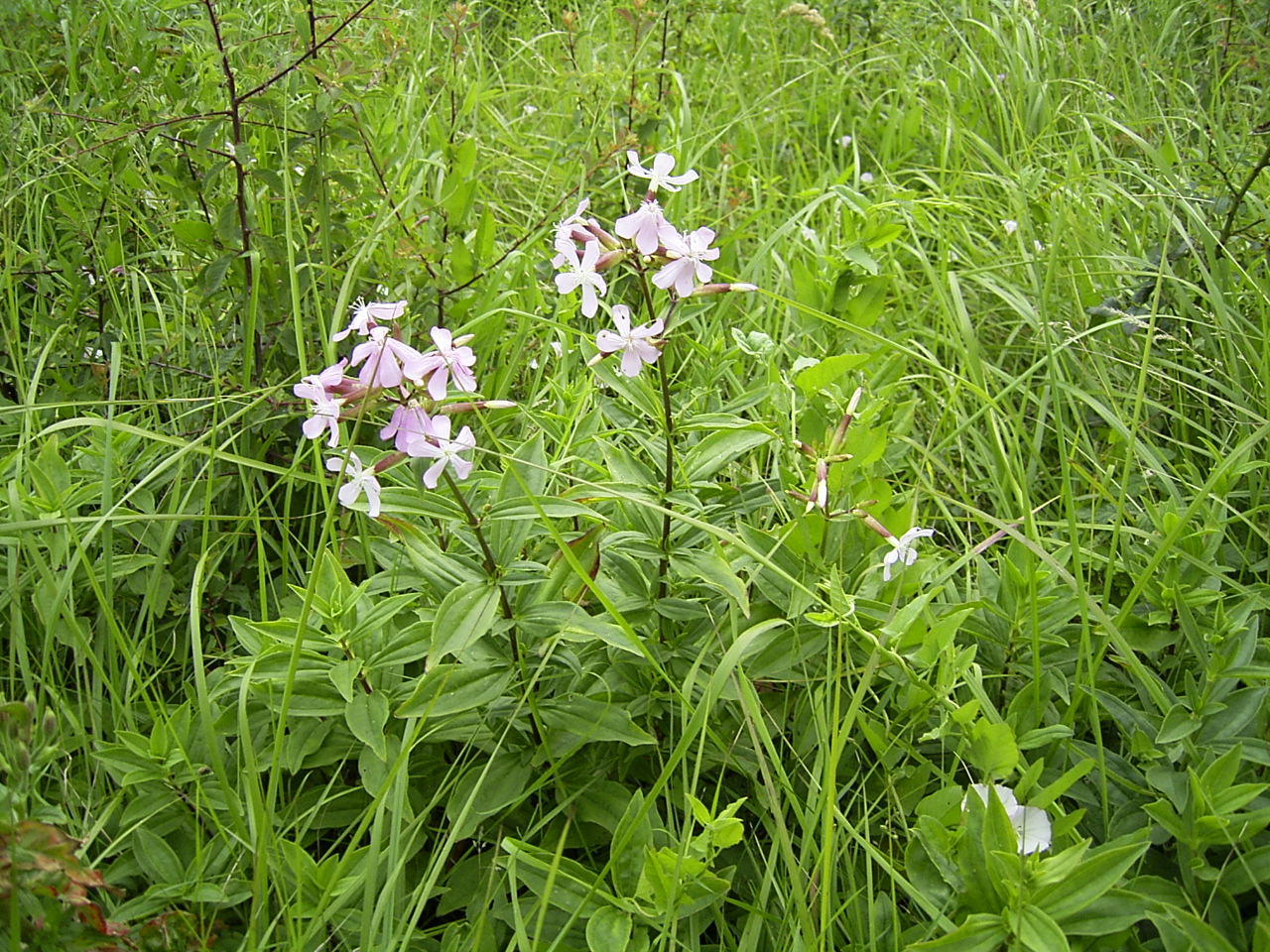 saponaria-officinalis.1