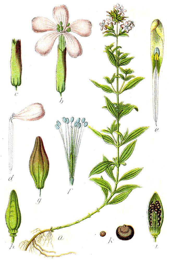 saponaria-officinalis.4