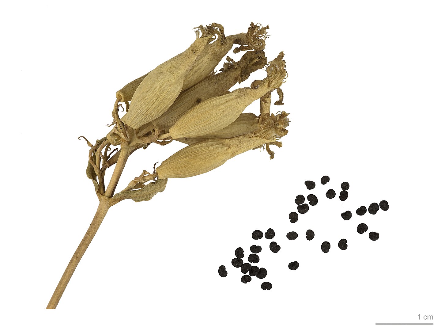 saponaria-officinalis.5
