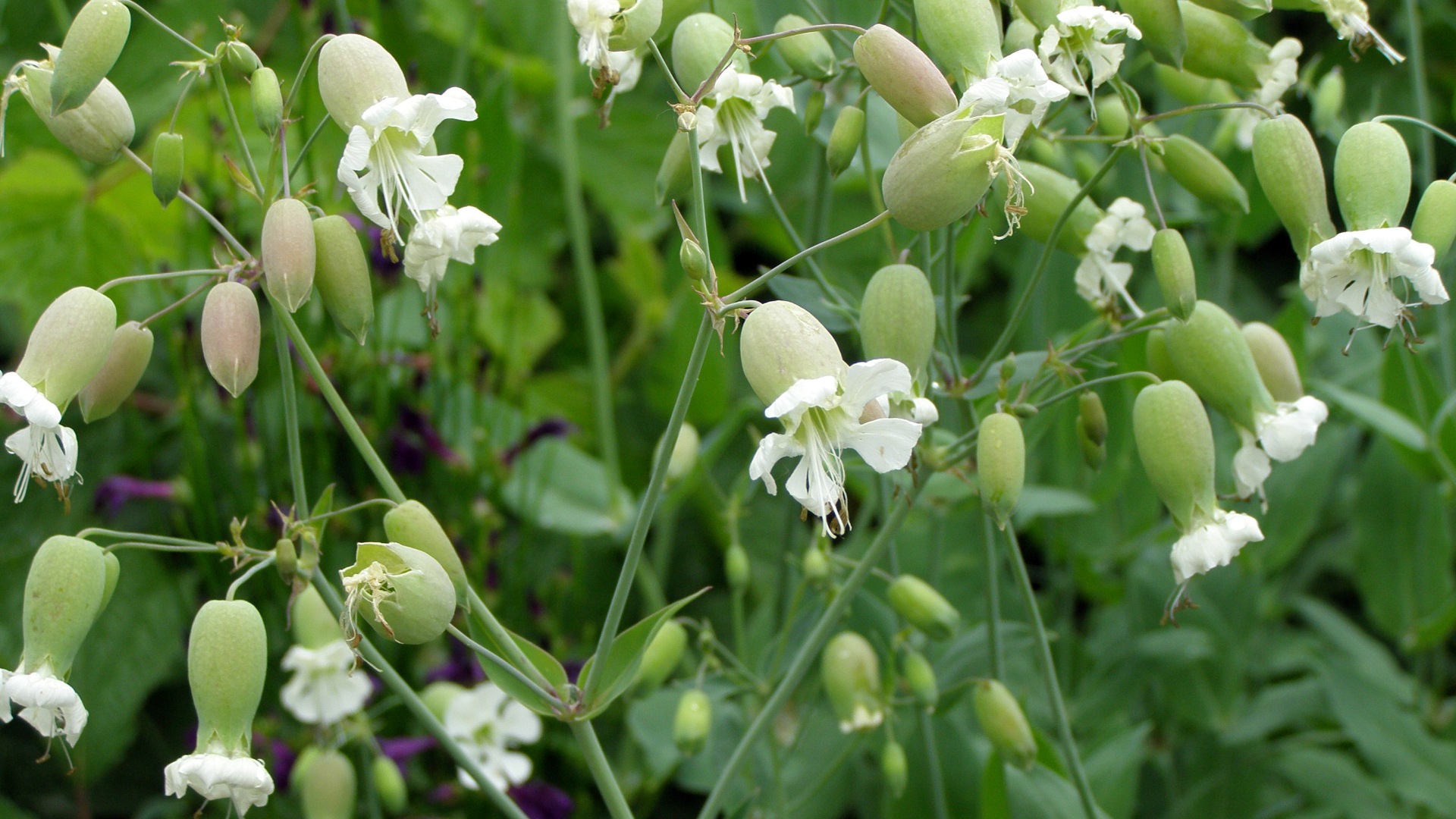 silene-vulgaris.1
