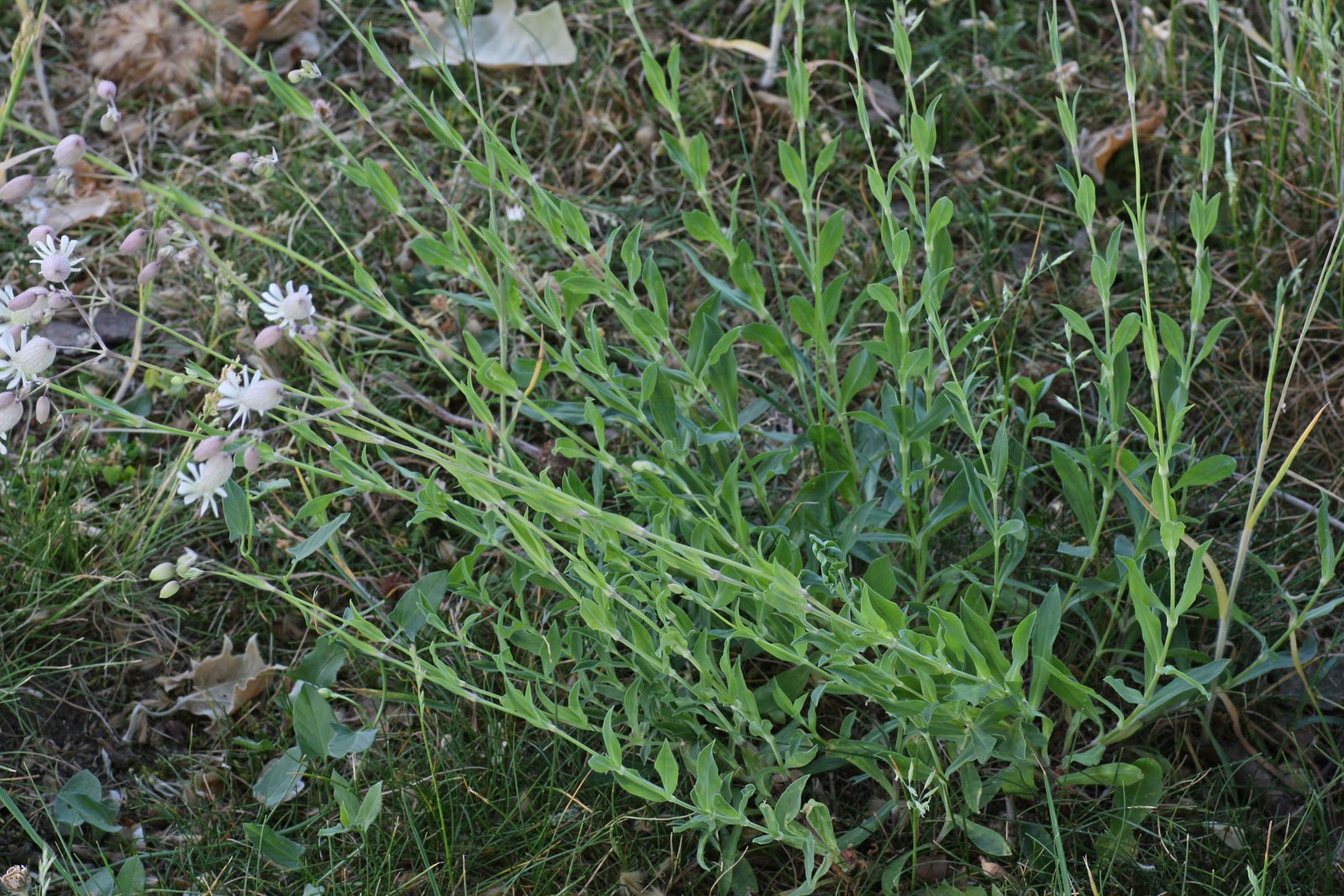 silene-vulgaris.2
