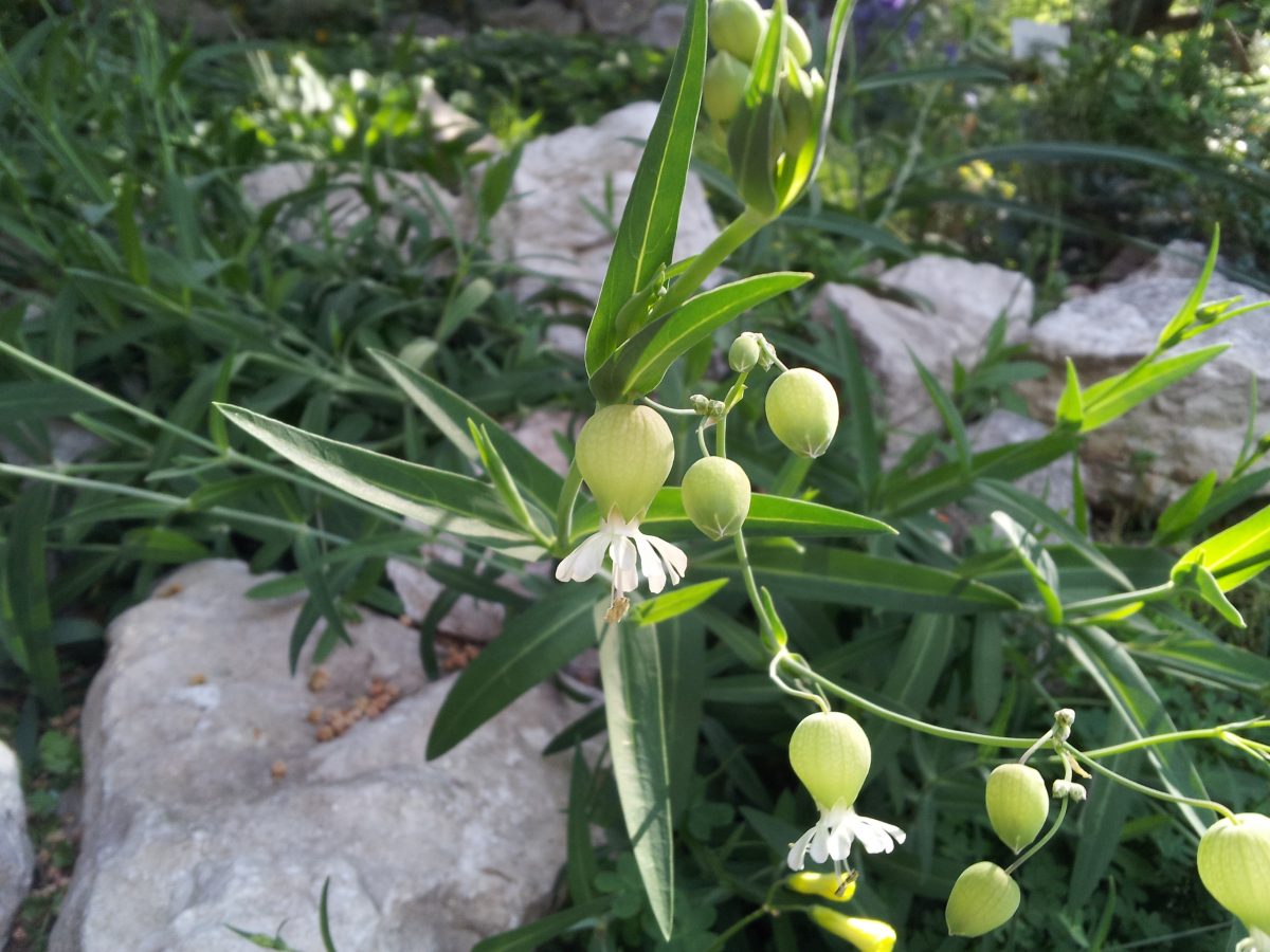 silene-vulgaris.3
