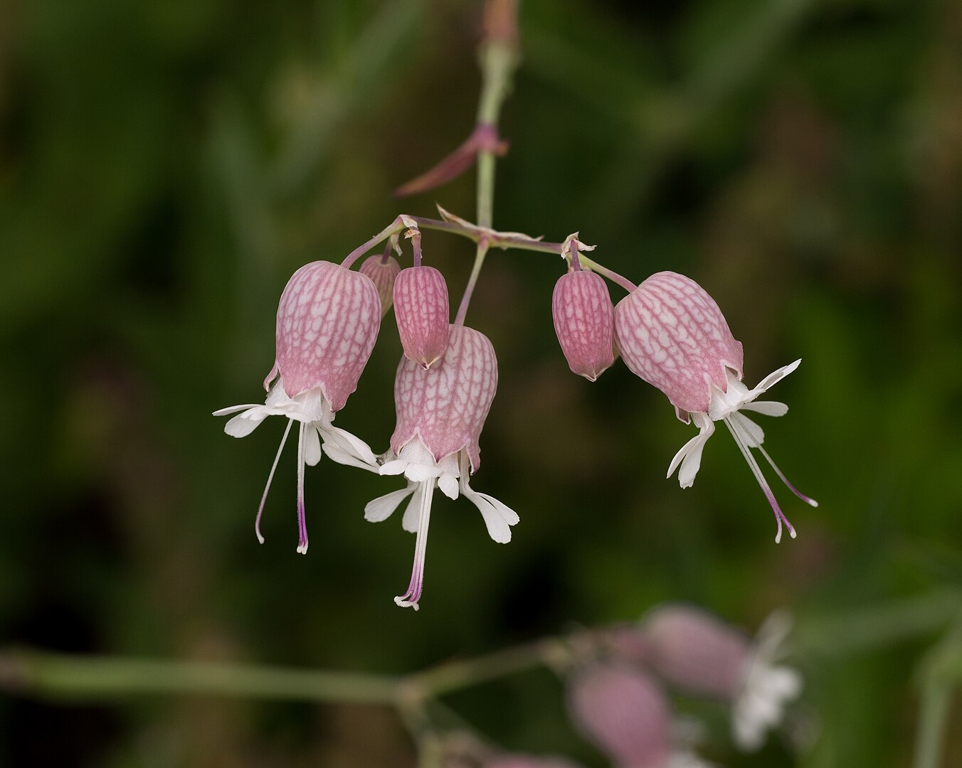 silene-vulgaris.4