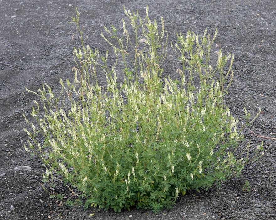 melilotus-albus.1