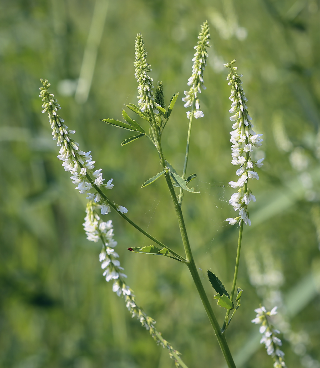 melilotus-albus.3