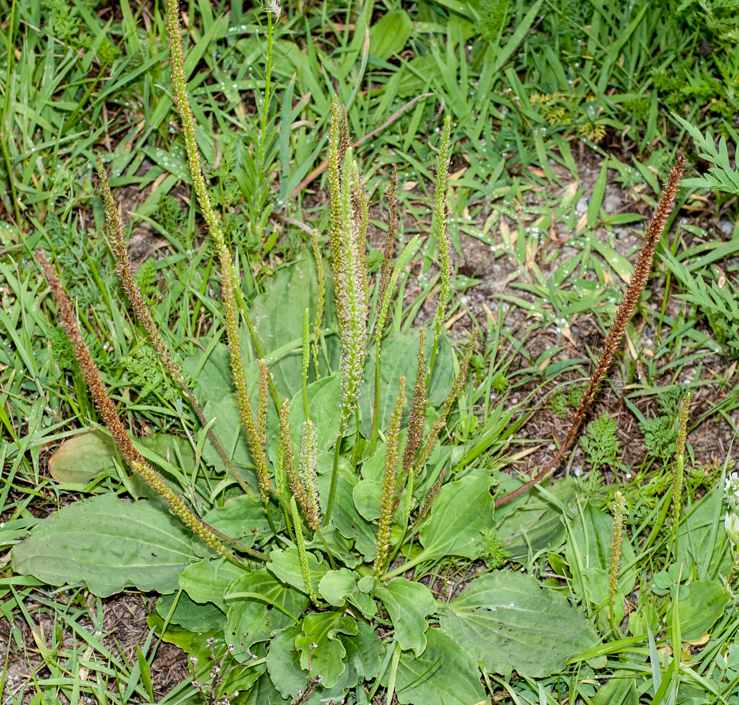 plantago-major.1