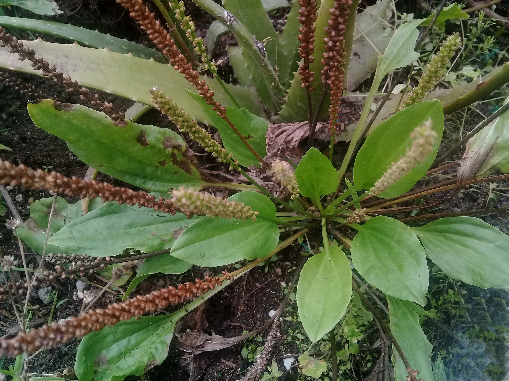 plantago-major.2