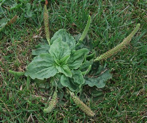 plantago-major.4