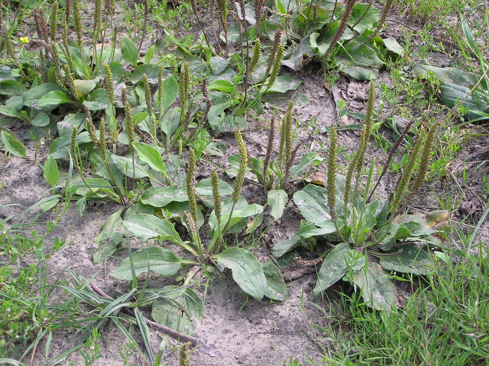 plantago-major.5