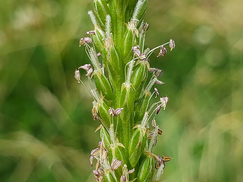 plantago-major.6