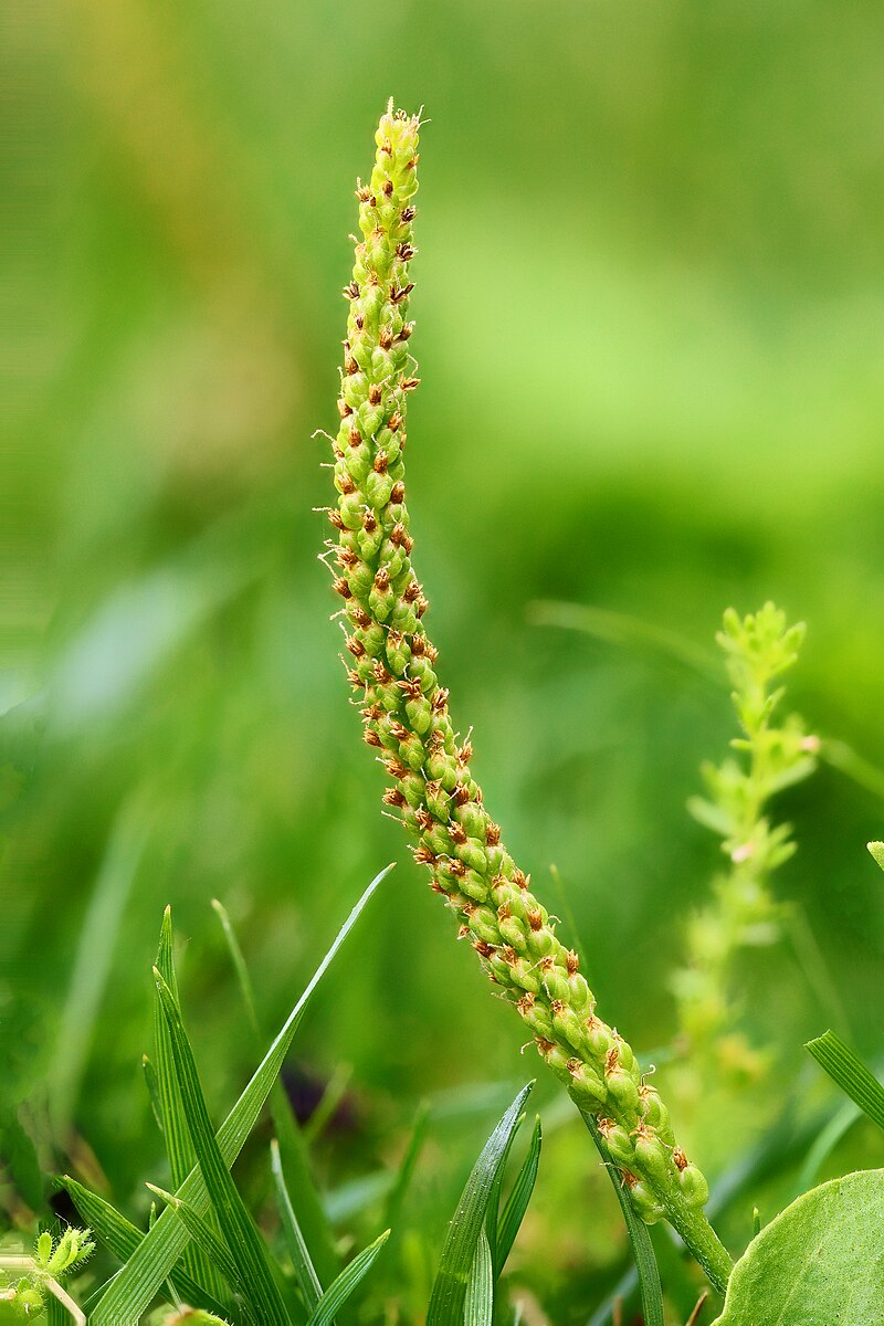 plantago-major.7