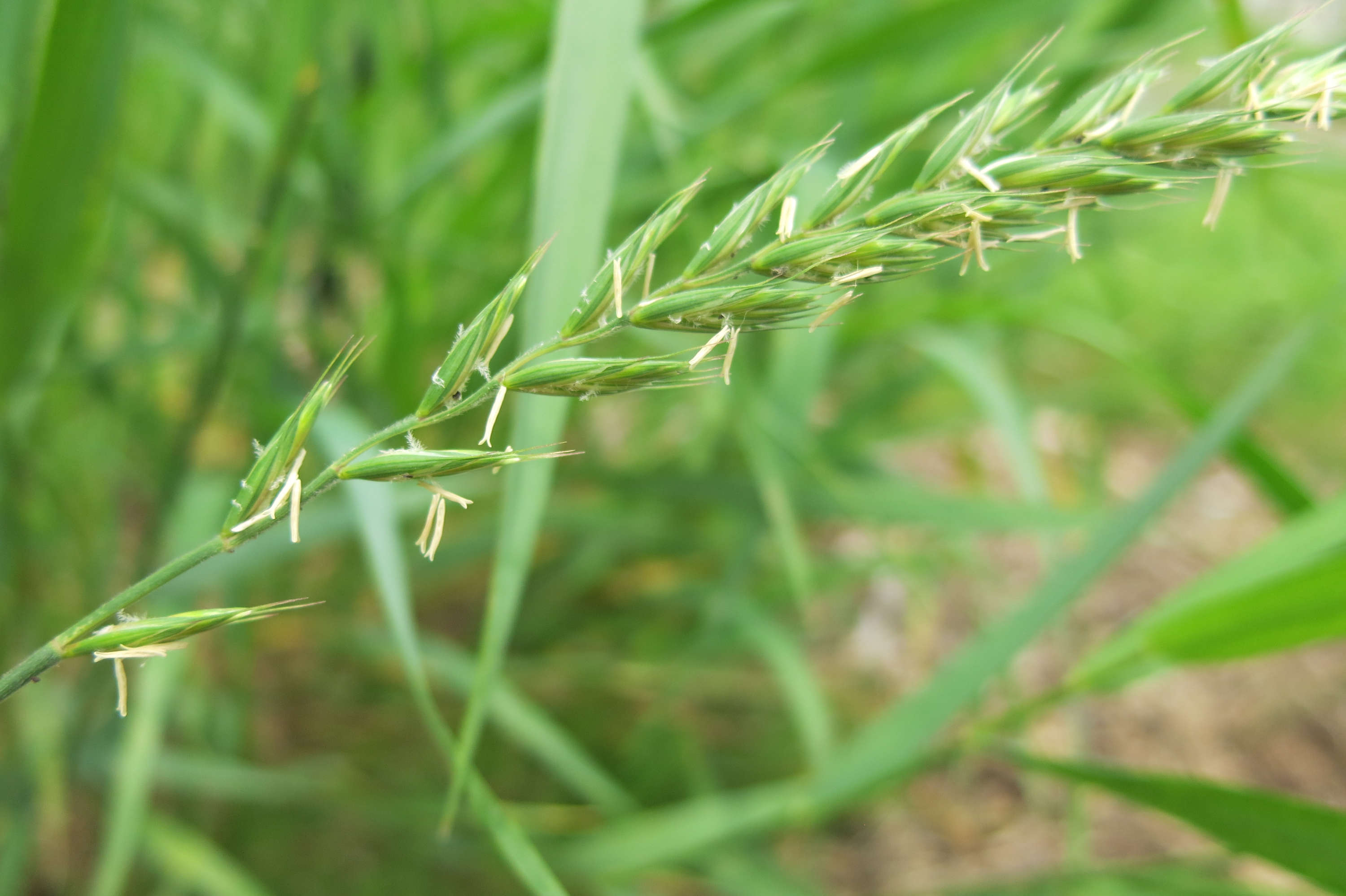 elytrigia-repens.1