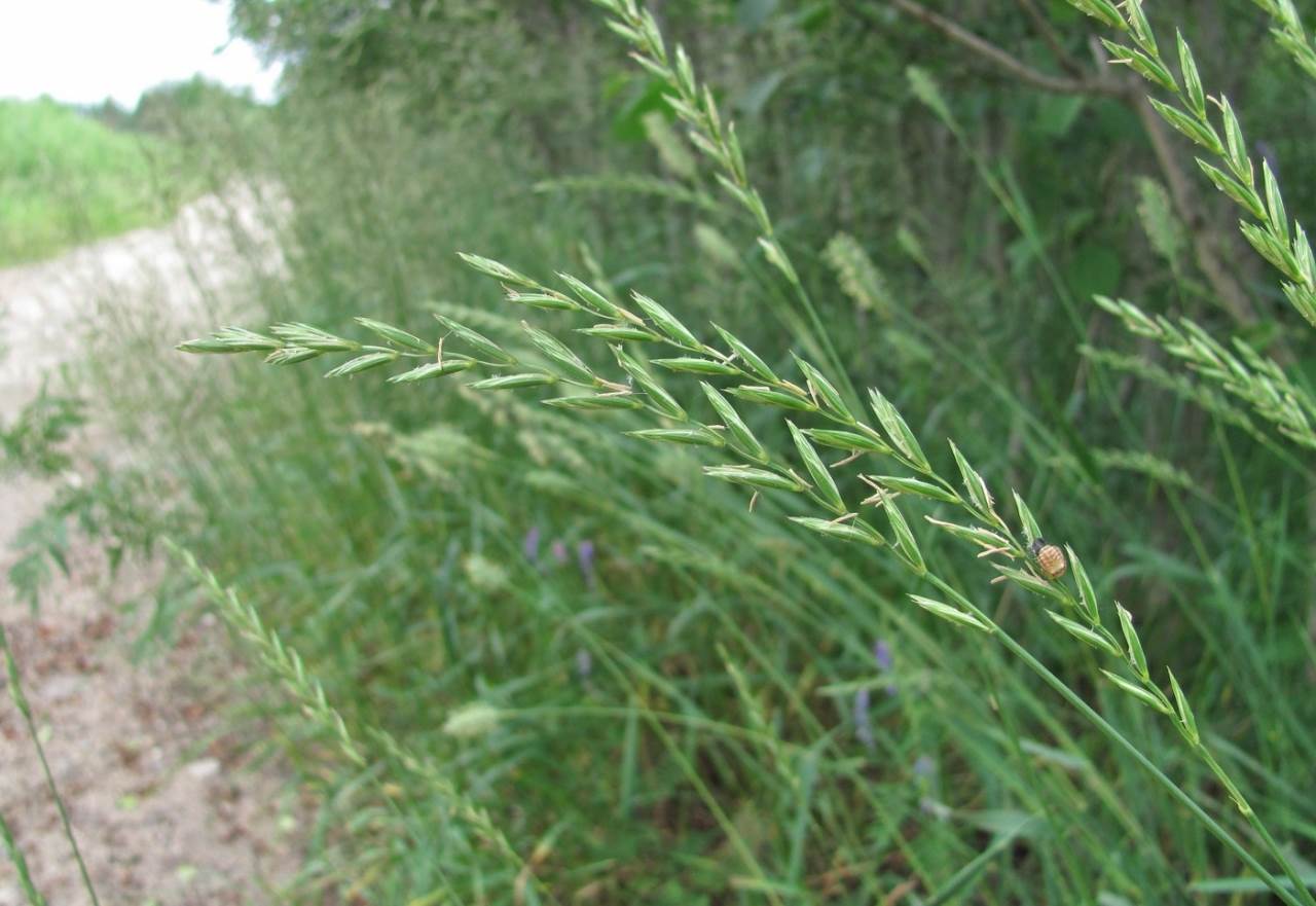 elytrigia-repens.2